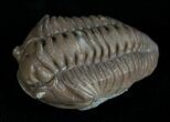 Flexicalymene Trilobite From Indiana #5528-1